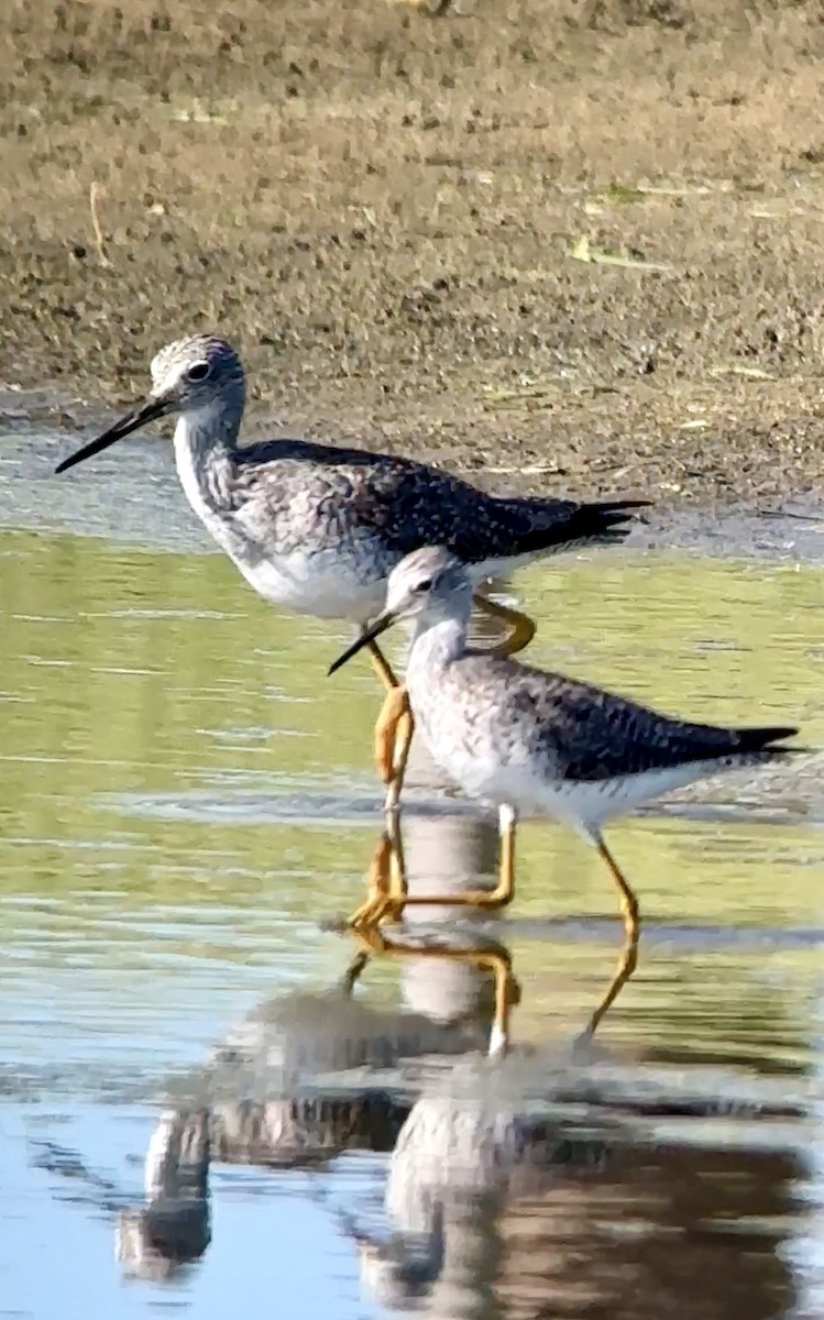 Greater Yellowlegs - ML616075679