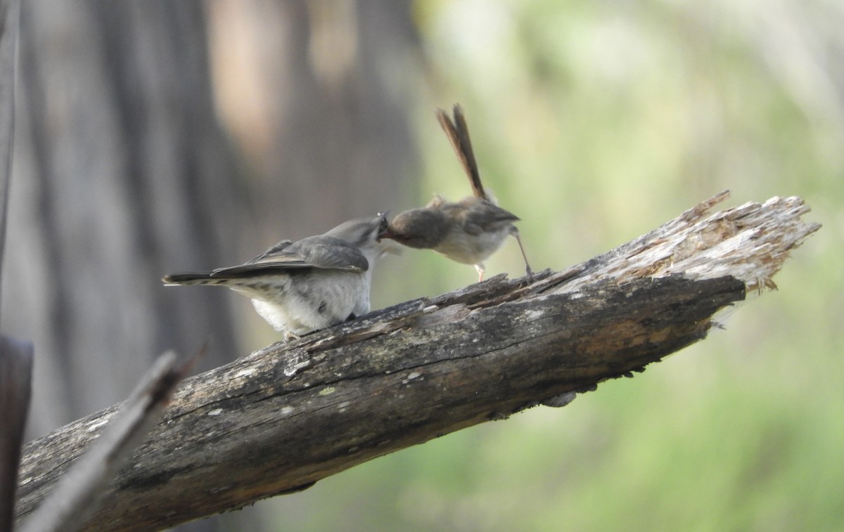 Horsfield's Bronze-Cuckoo - ML616075846