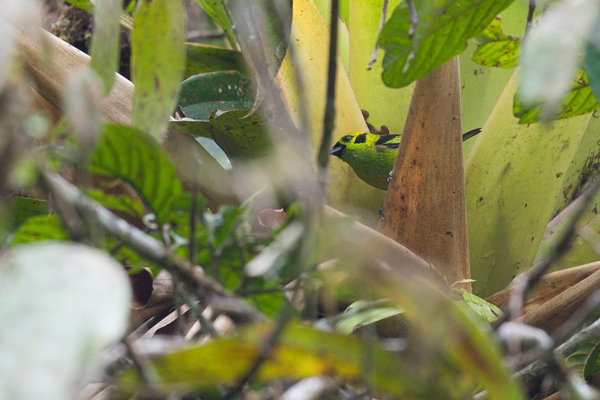 Emerald Tanager - ML616075856