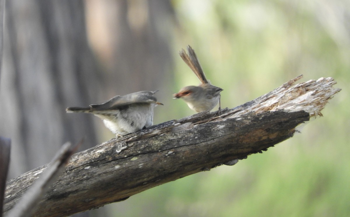 Horsfield's Bronze-Cuckoo - ML616075871