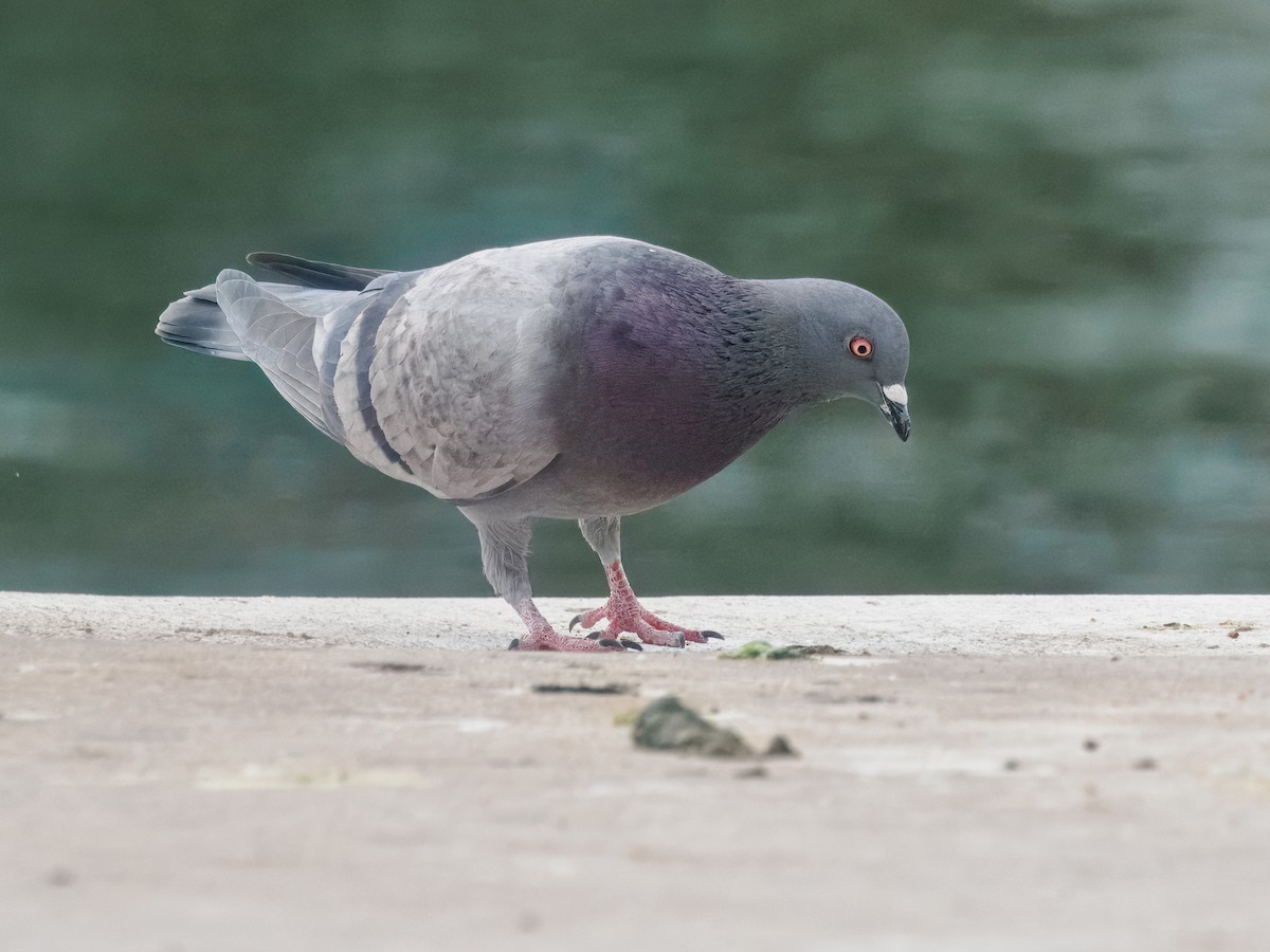 Rock Pigeon (Feral Pigeon) - ML616075895