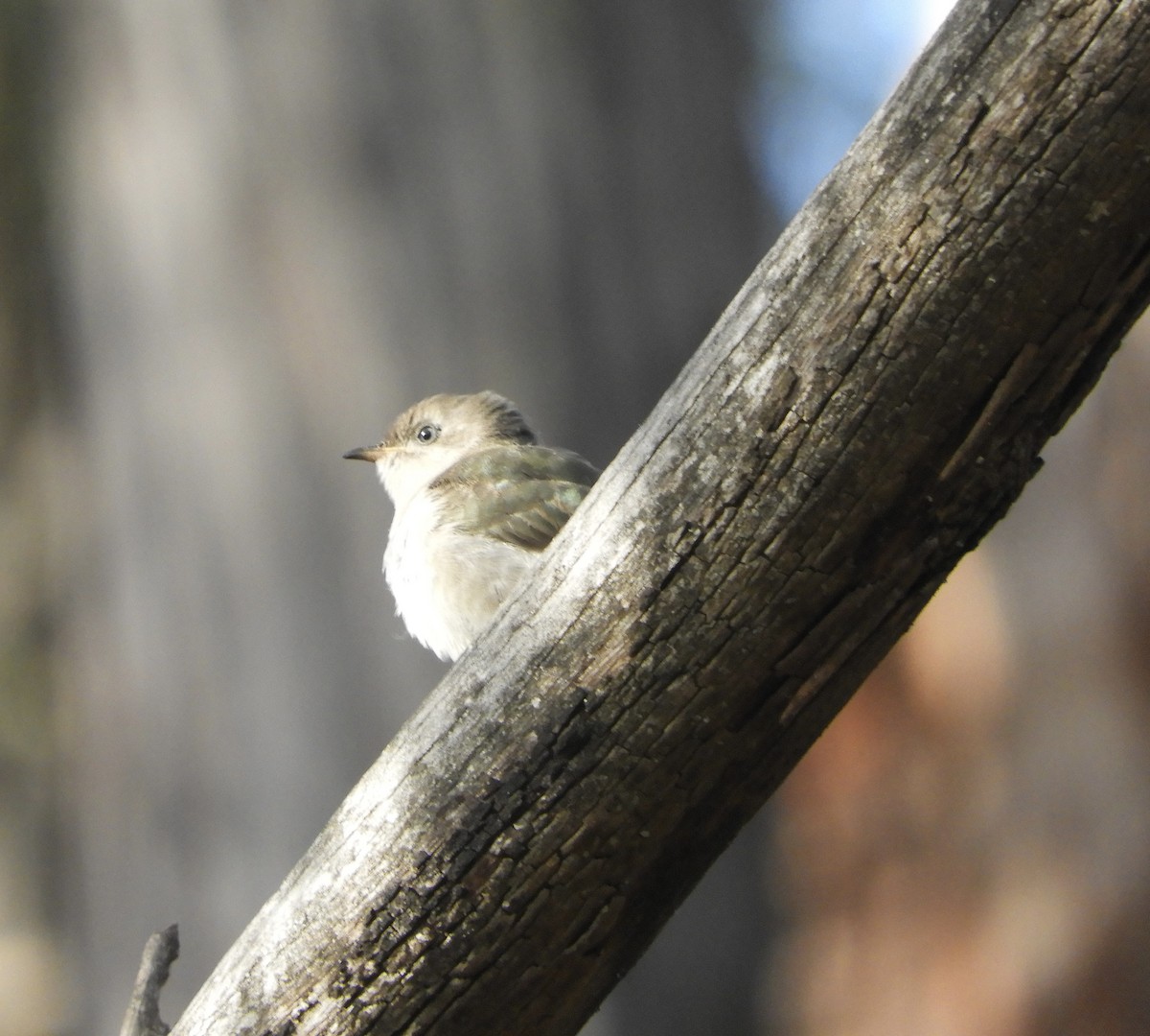 Horsfield's Bronze-Cuckoo - ML616075908