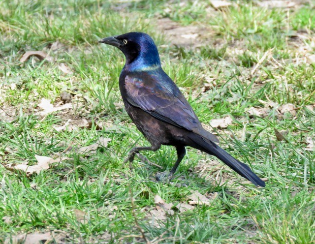 Common Grackle - Kate McMullan