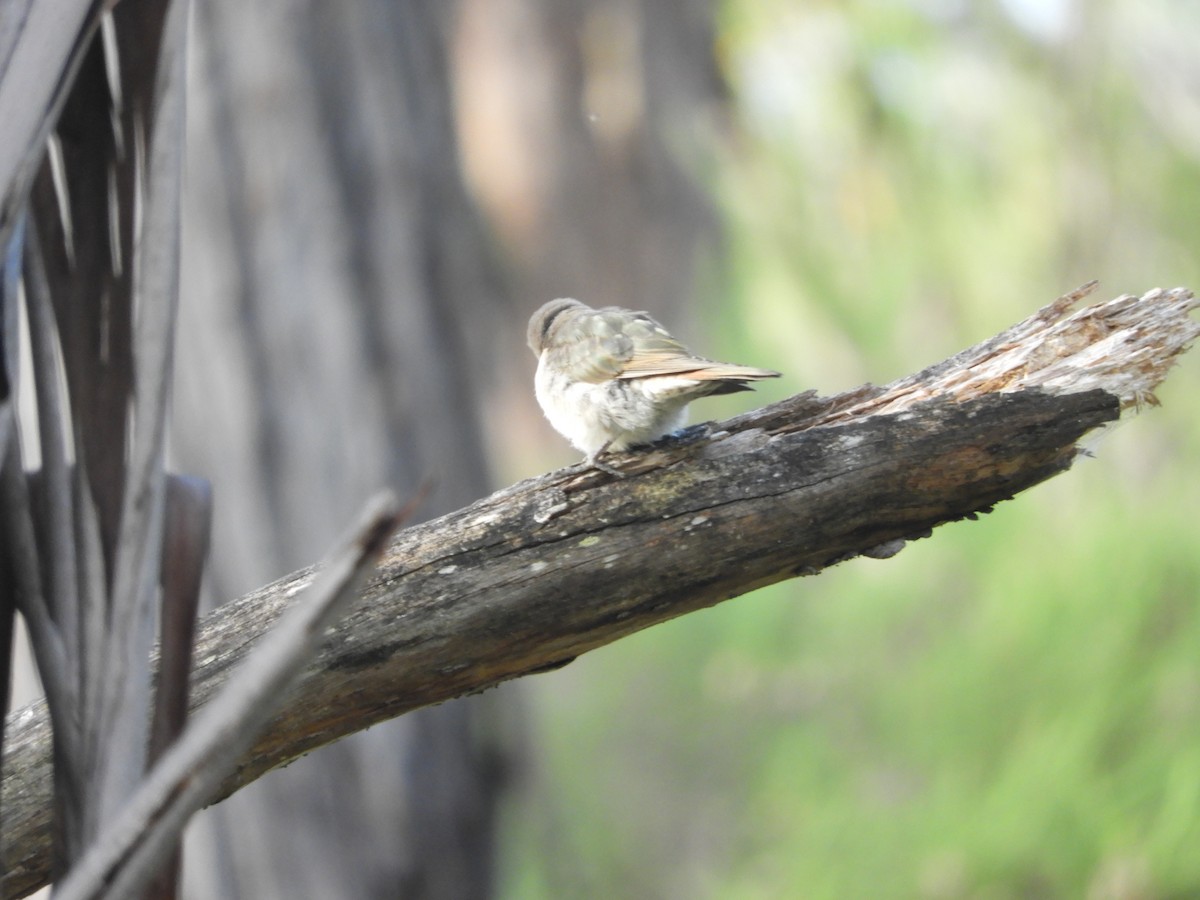 Horsfield's Bronze-Cuckoo - ML616075961