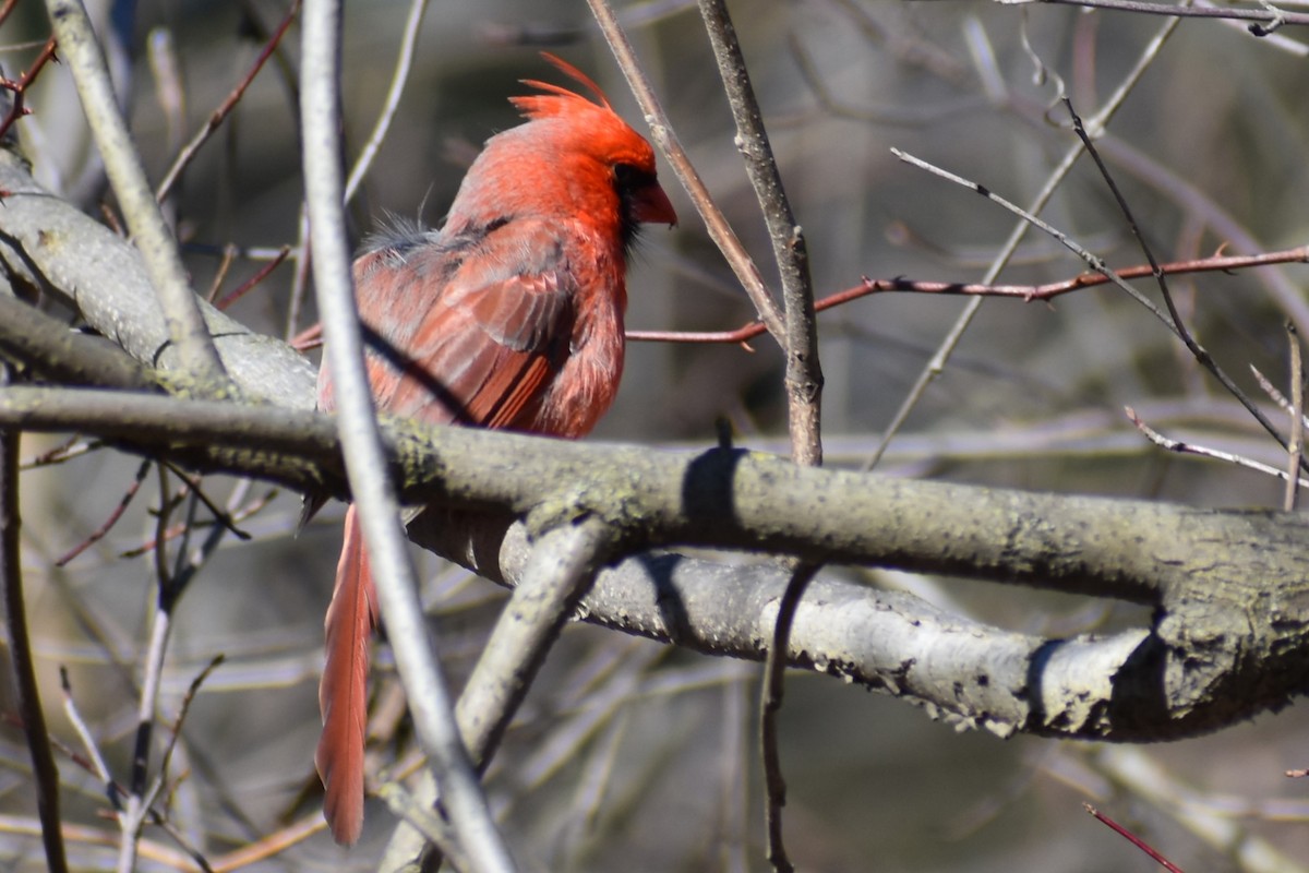 Northern Cardinal - ML616075982