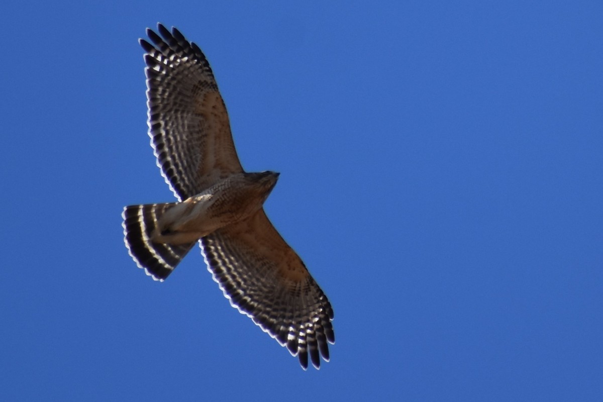 Red-shouldered Hawk - ML616075983