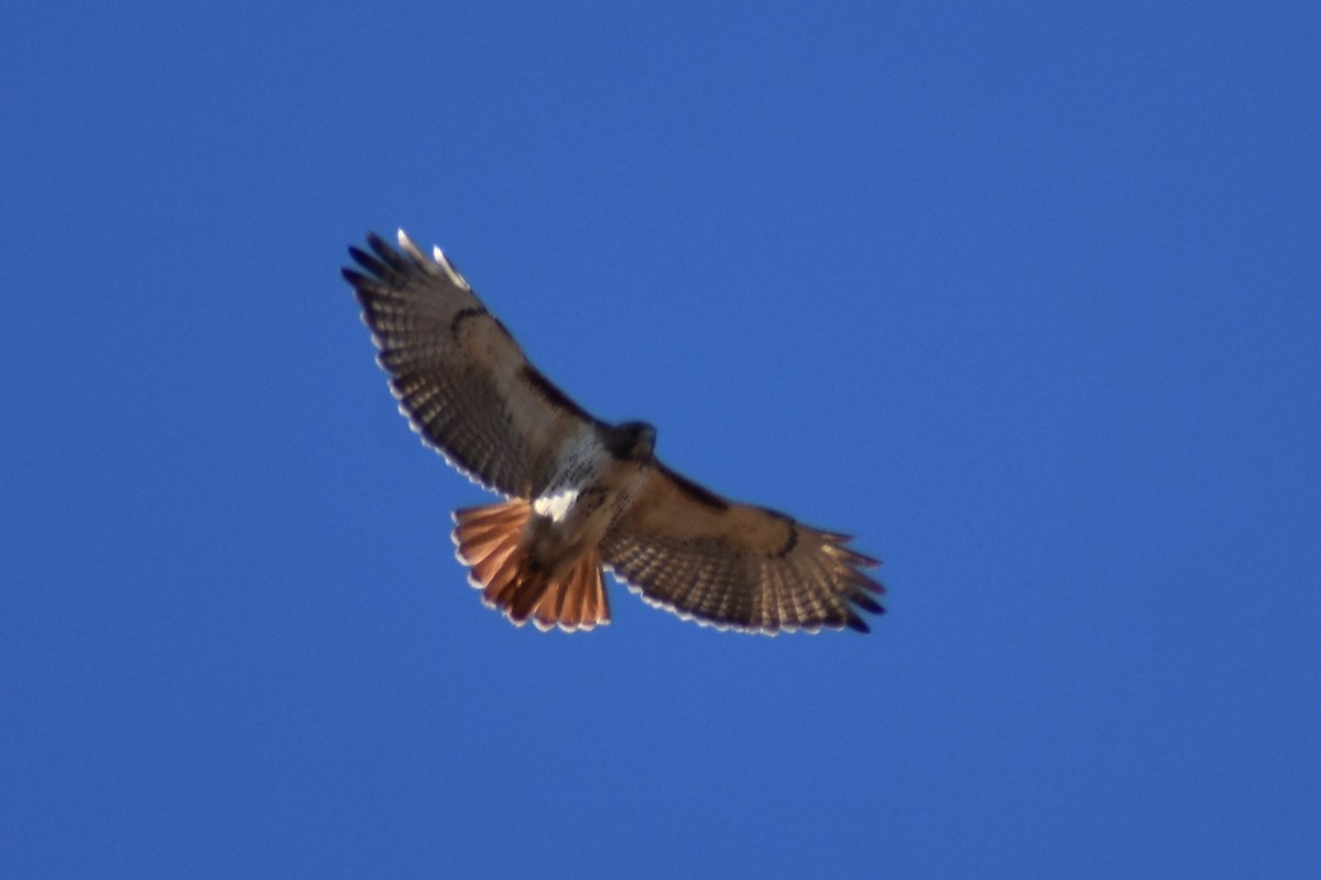 Red-tailed Hawk - ML616075984