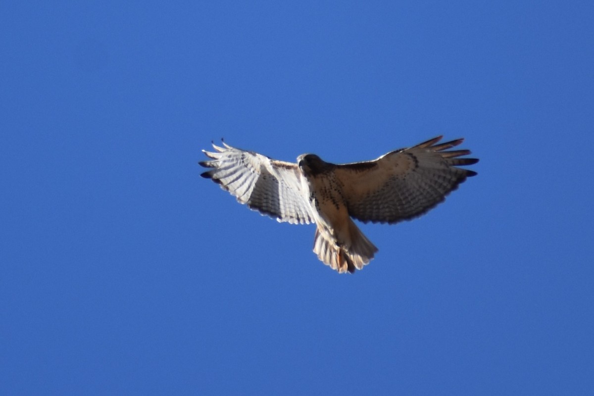 Red-tailed Hawk - ML616075990