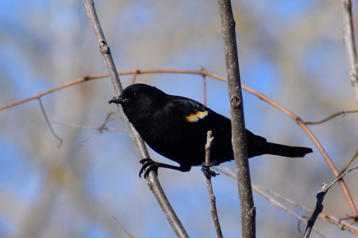 Red-winged Blackbird - ML616076007