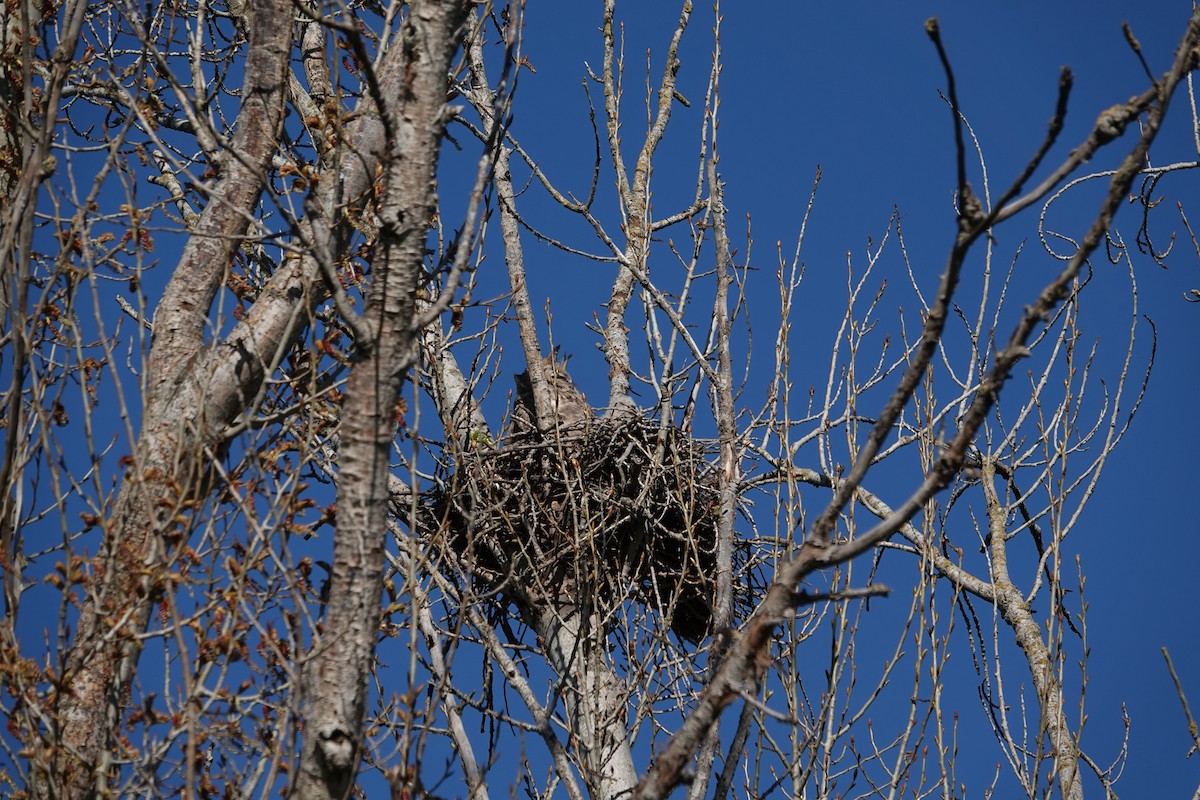 Great Horned Owl - Lisa Brugger