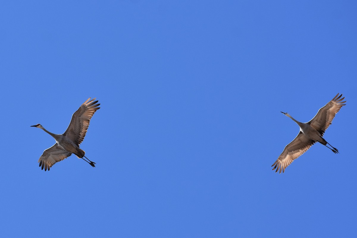 Sandhill Crane - ML616076017