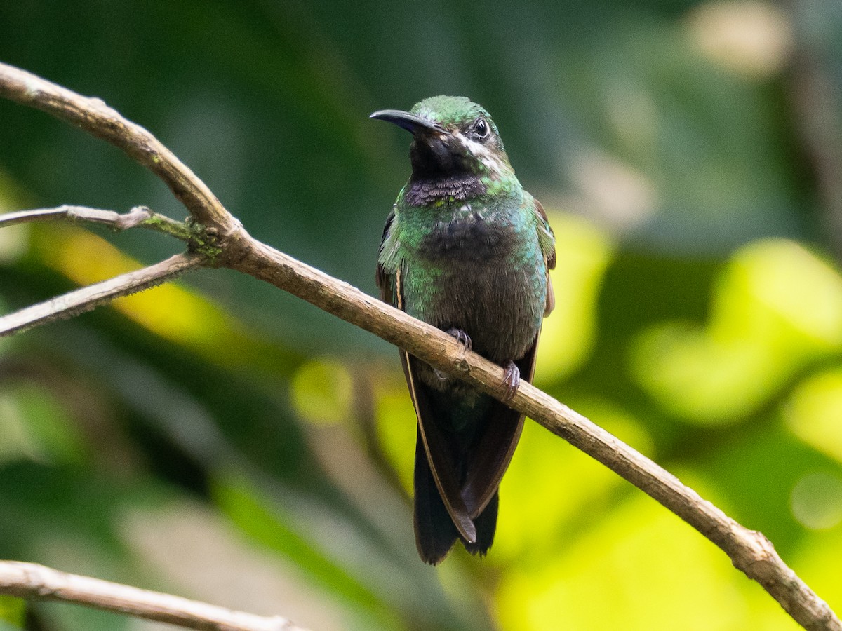 Black-throated Brilliant - ML616076022