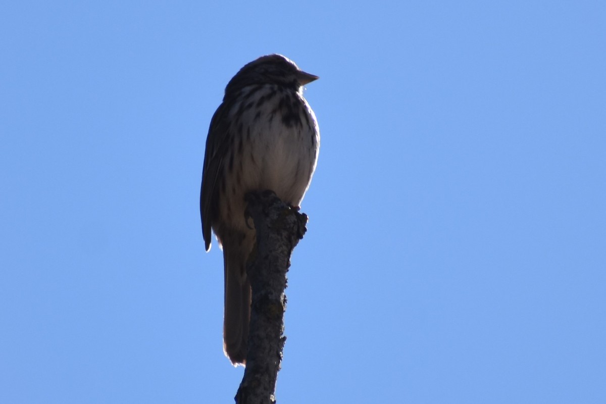 Song Sparrow - ML616076028