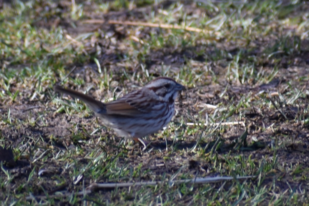 Song Sparrow - ML616076029