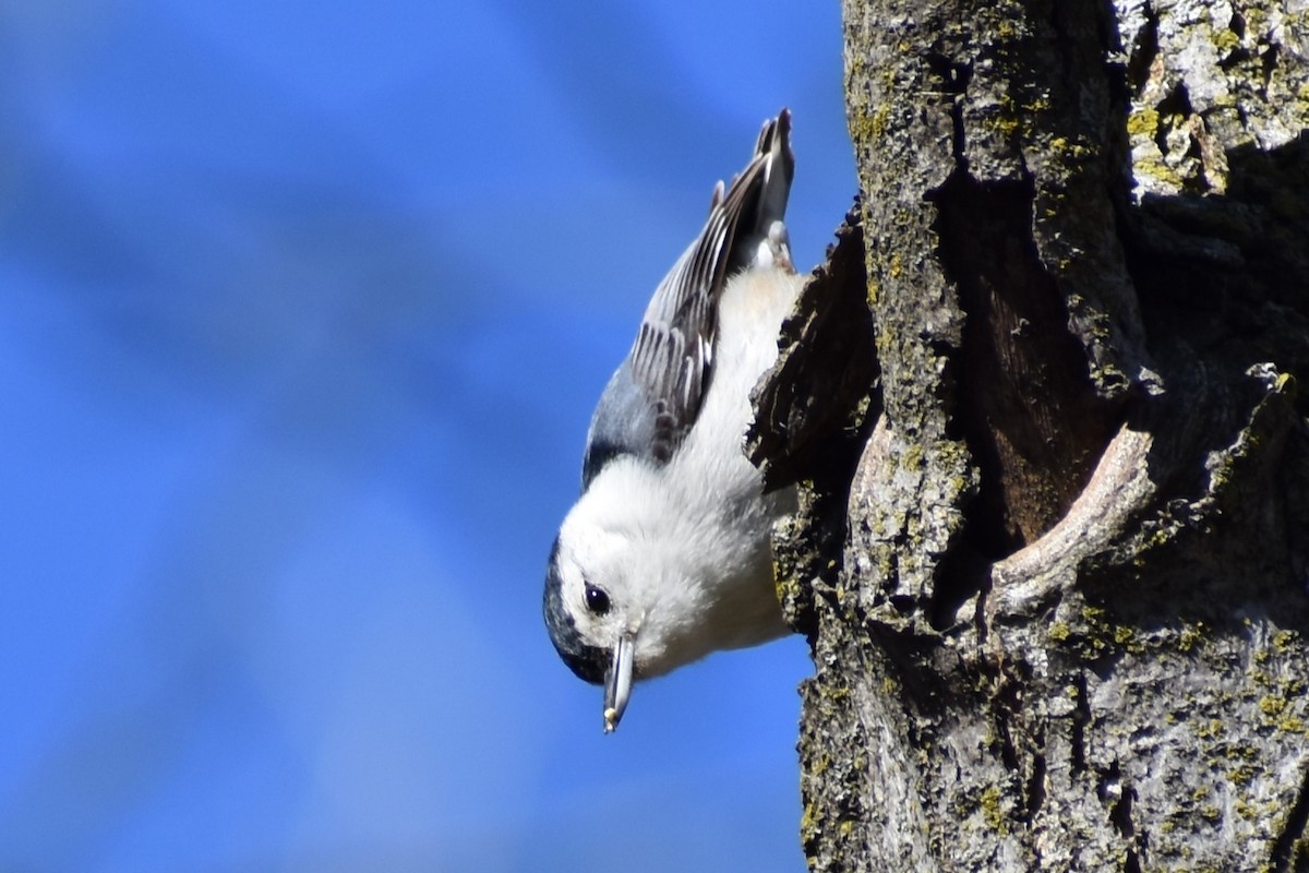 White-breasted Nuthatch - ML616076051