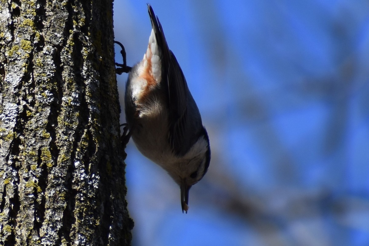 White-breasted Nuthatch - ML616076053