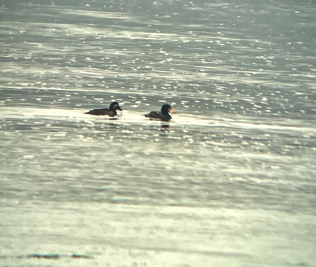 Surf Scoter - Dwayne Martin