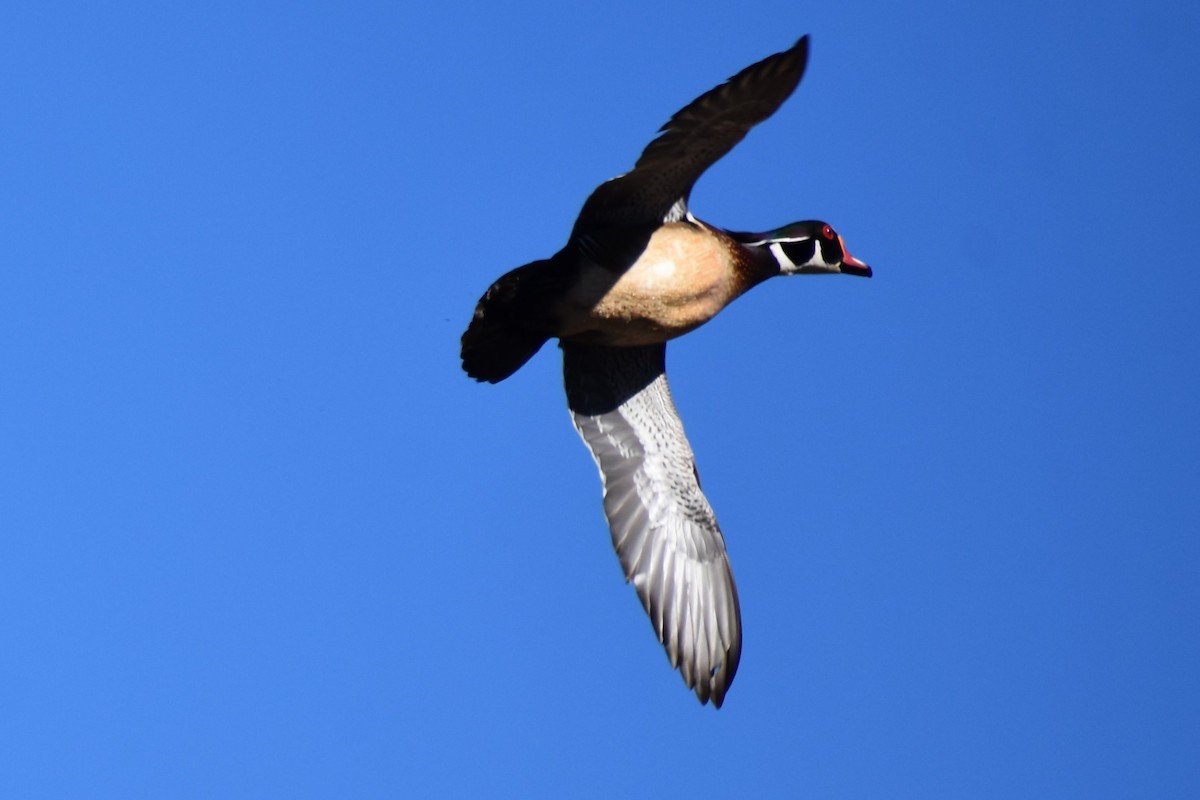 Wood Duck - ML616076066