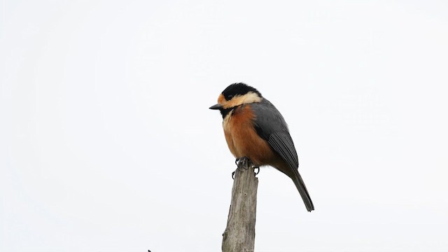 Varied Tit - ML616076070