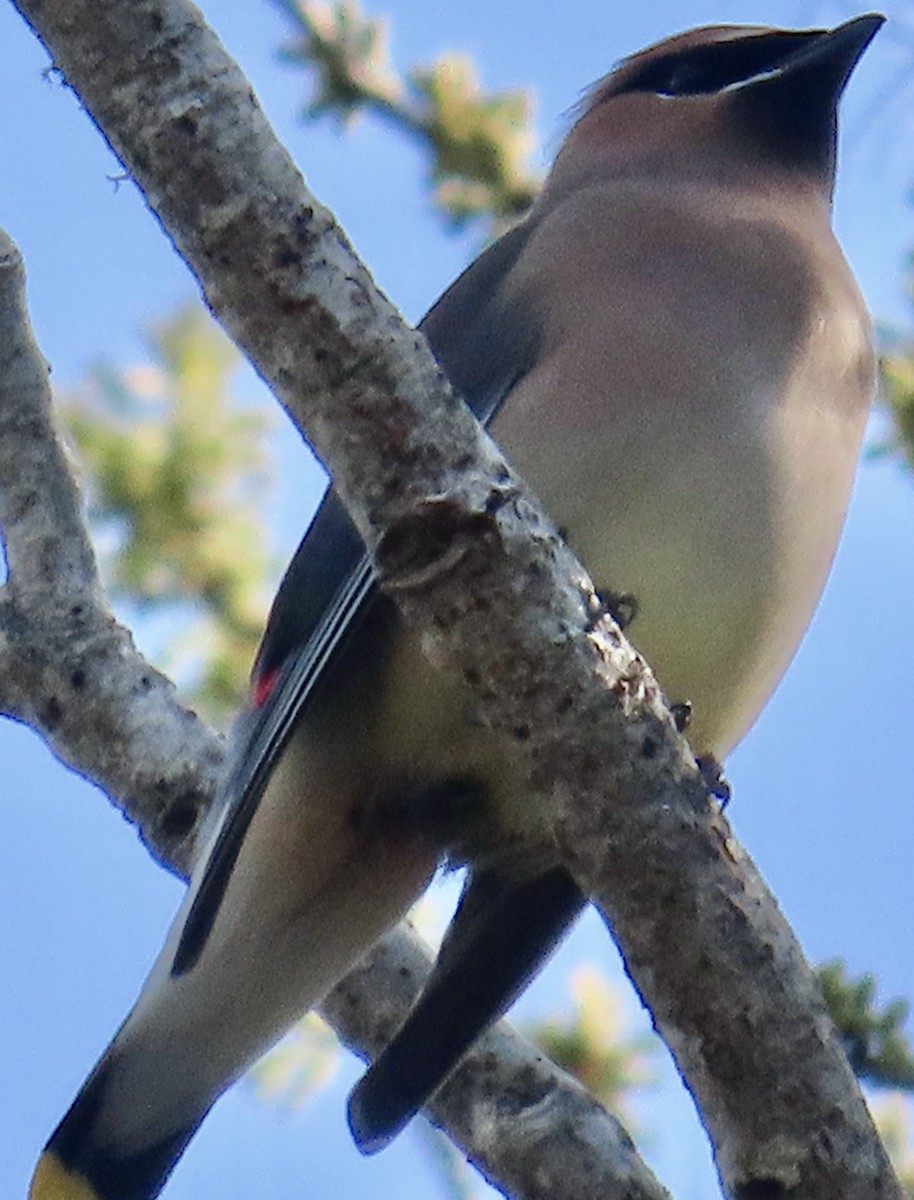 Cedar Waxwing - ML616076140