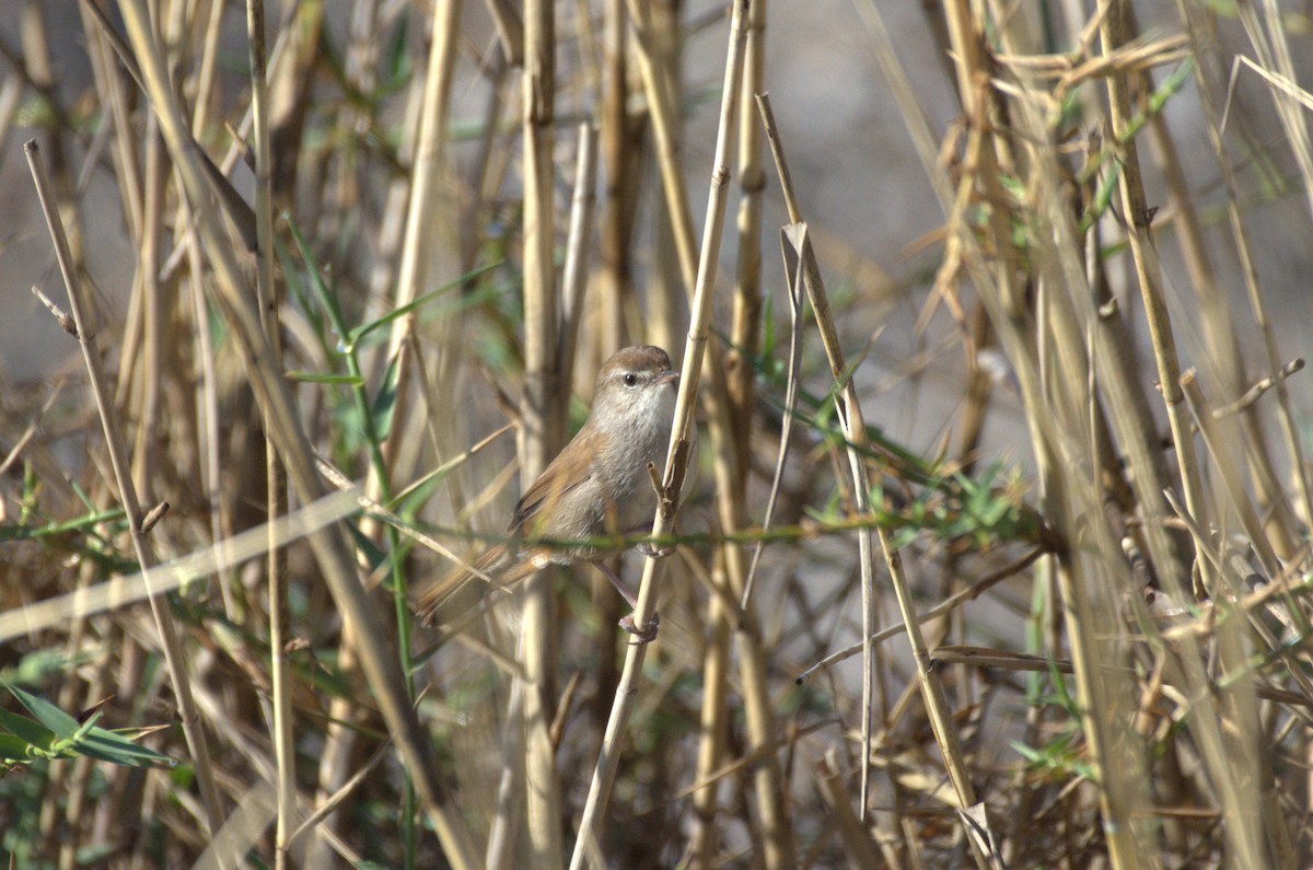 Cetti's Warbler - ML616076183