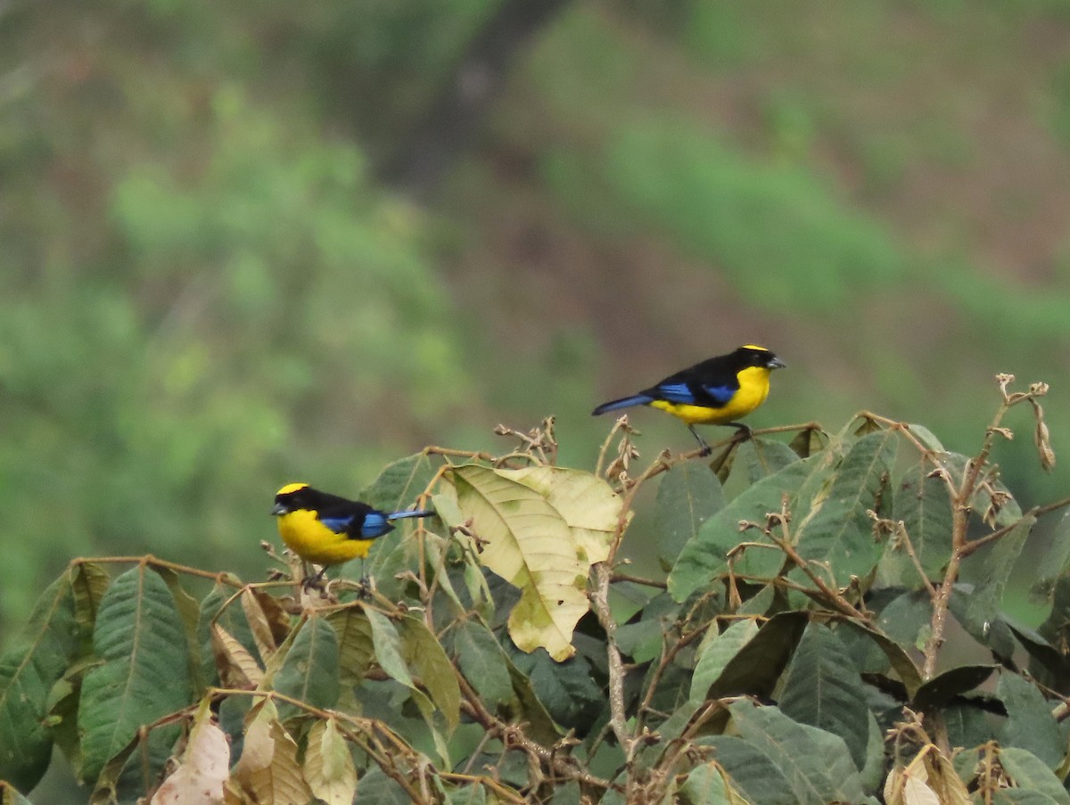 Blue-winged Mountain Tanager - Berend van Baak