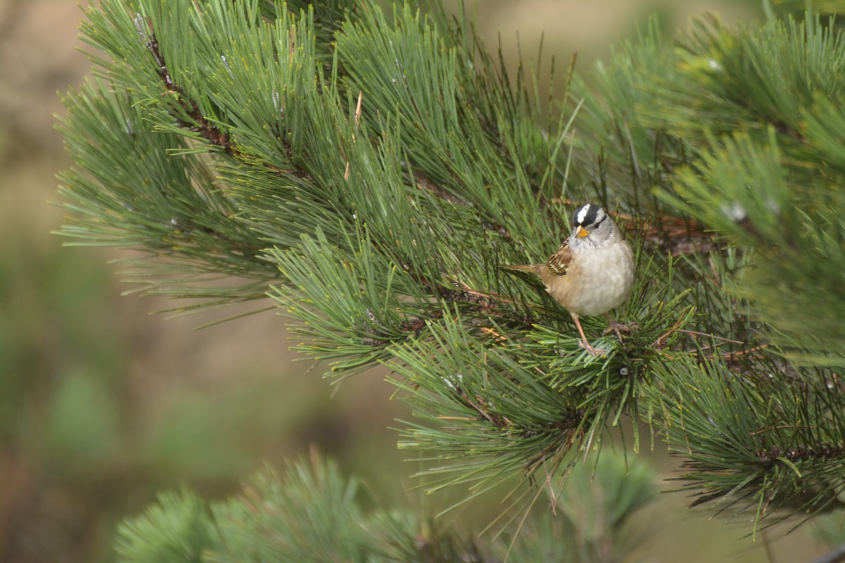 White-crowned Sparrow - ML616076250