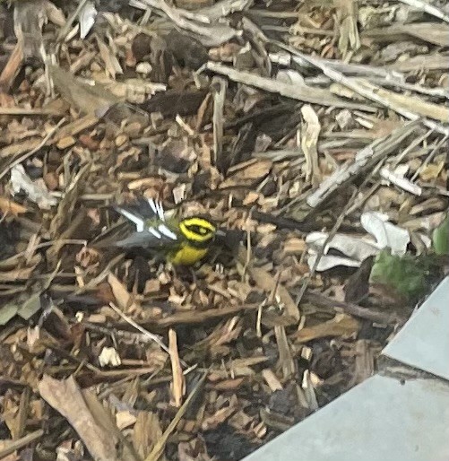 Townsend's Warbler - ML616076303