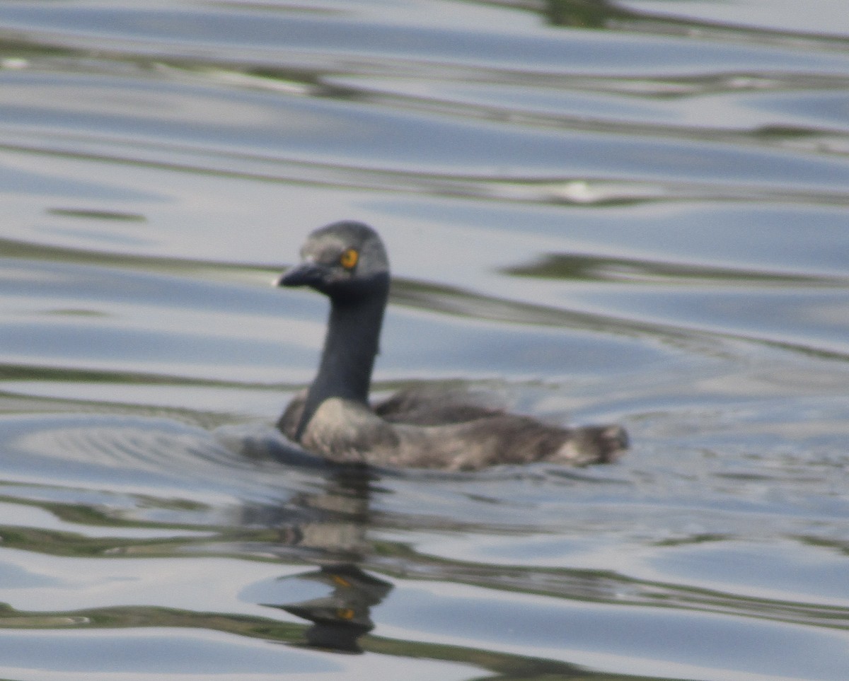 Least Grebe - Carlos G Vasquez C