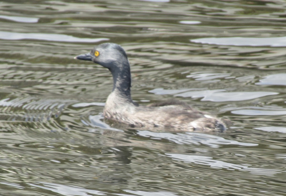 Least Grebe - Carlos G Vasquez C