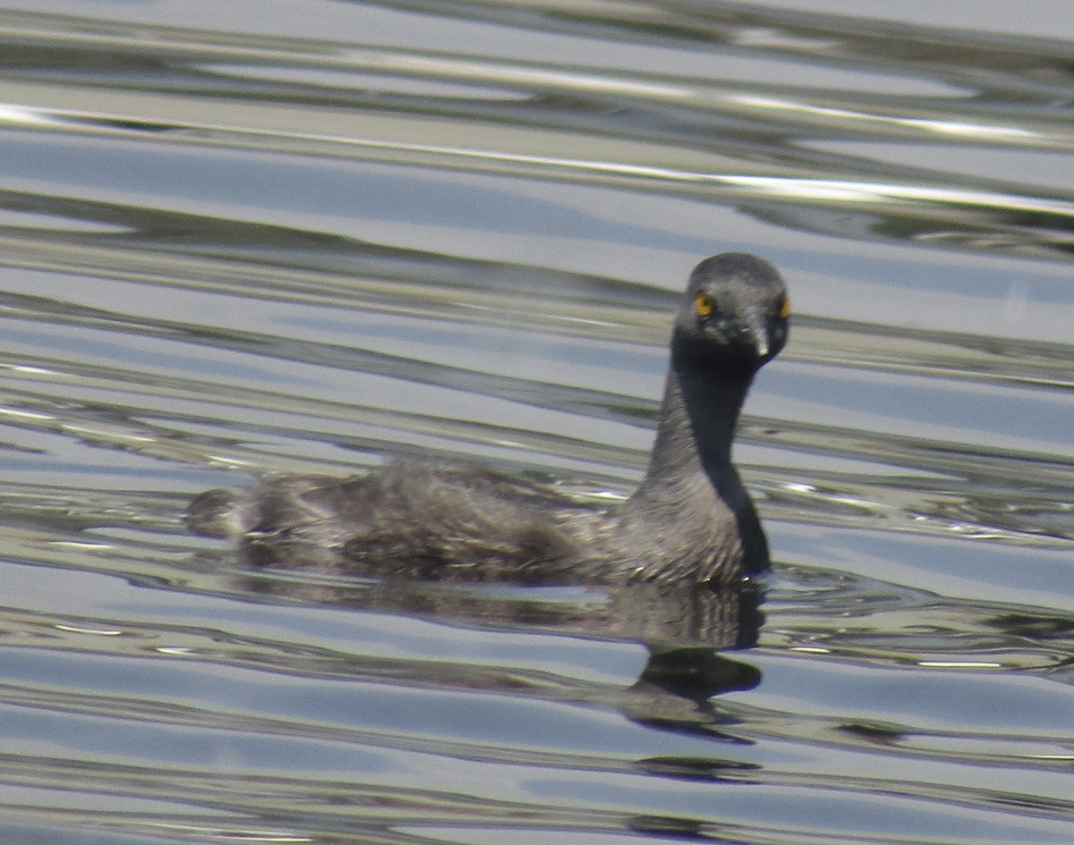 Least Grebe - Carlos G Vasquez C