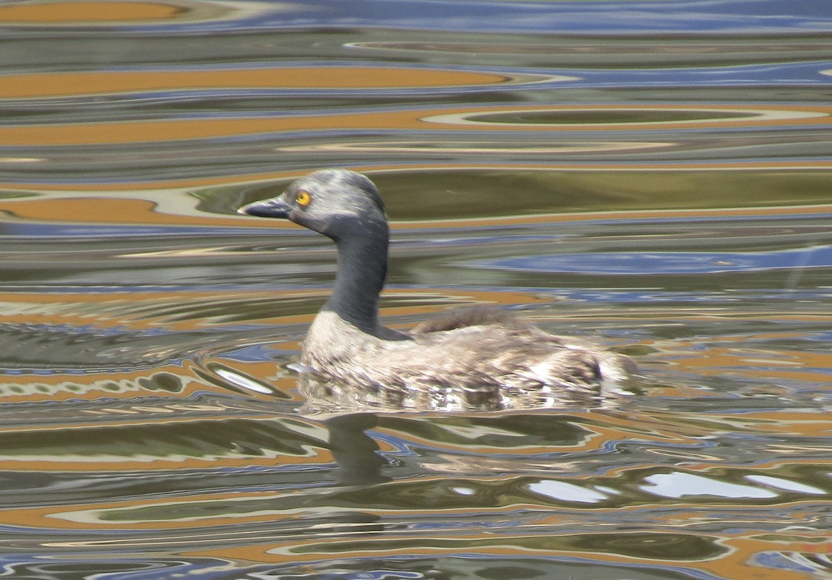 Least Grebe - ML616076410