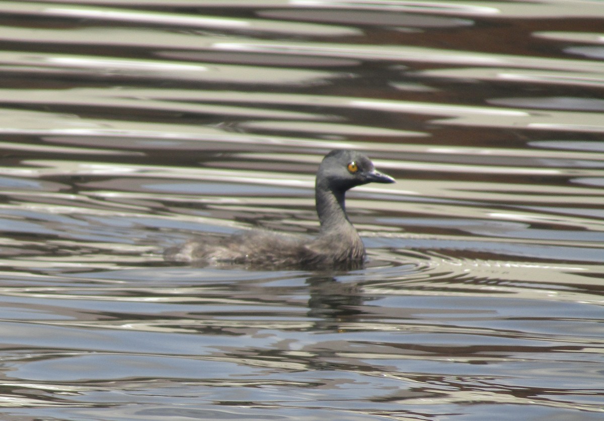 Least Grebe - ML616076411