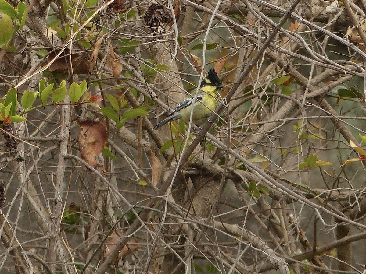 Indian Yellow Tit - ML616076425