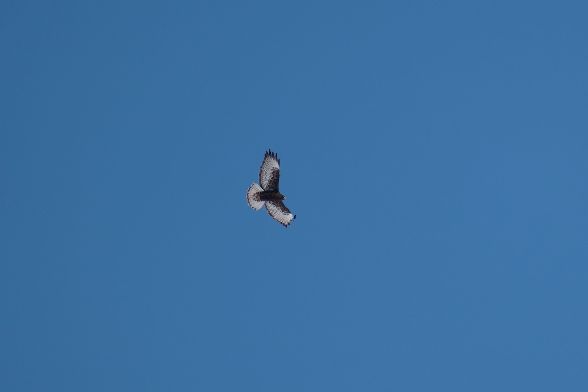 Red-tailed Hawk - ML616076436