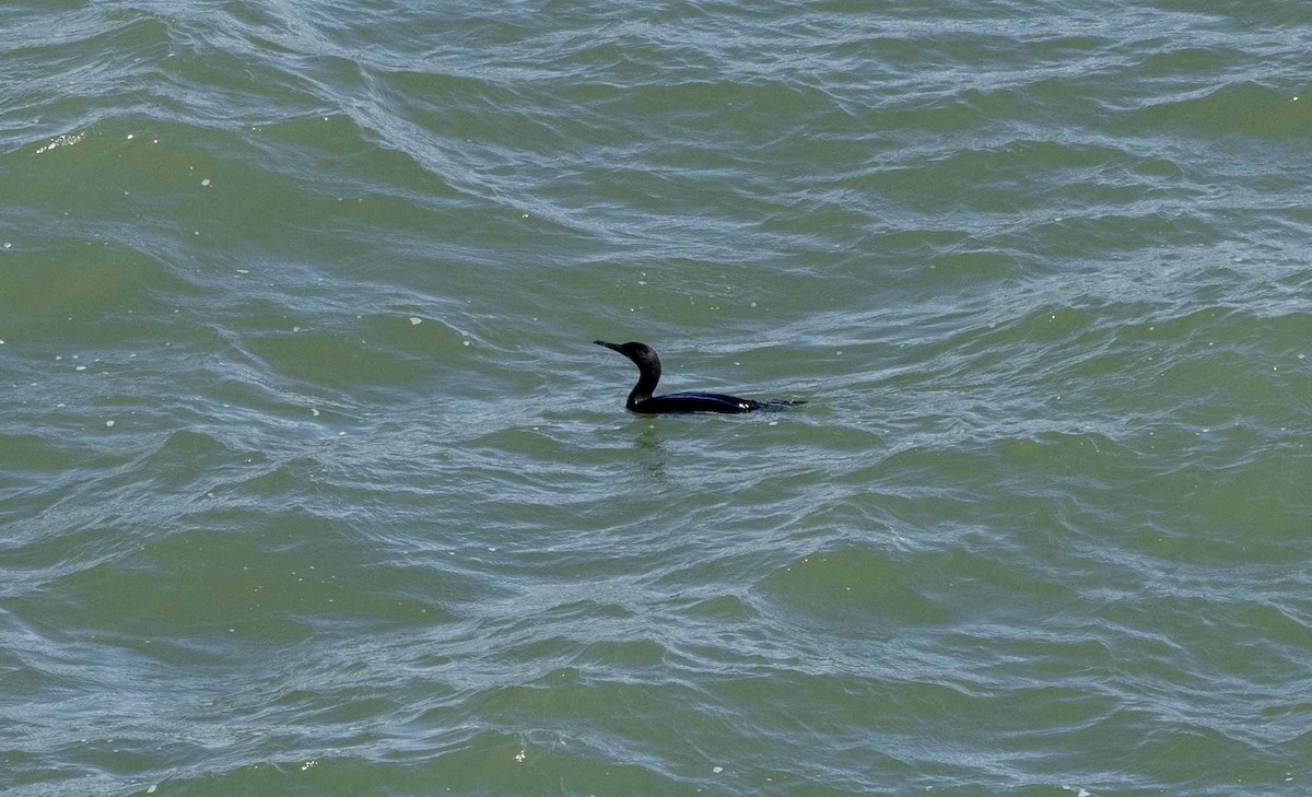 Pelagic Cormorant - ML616076460