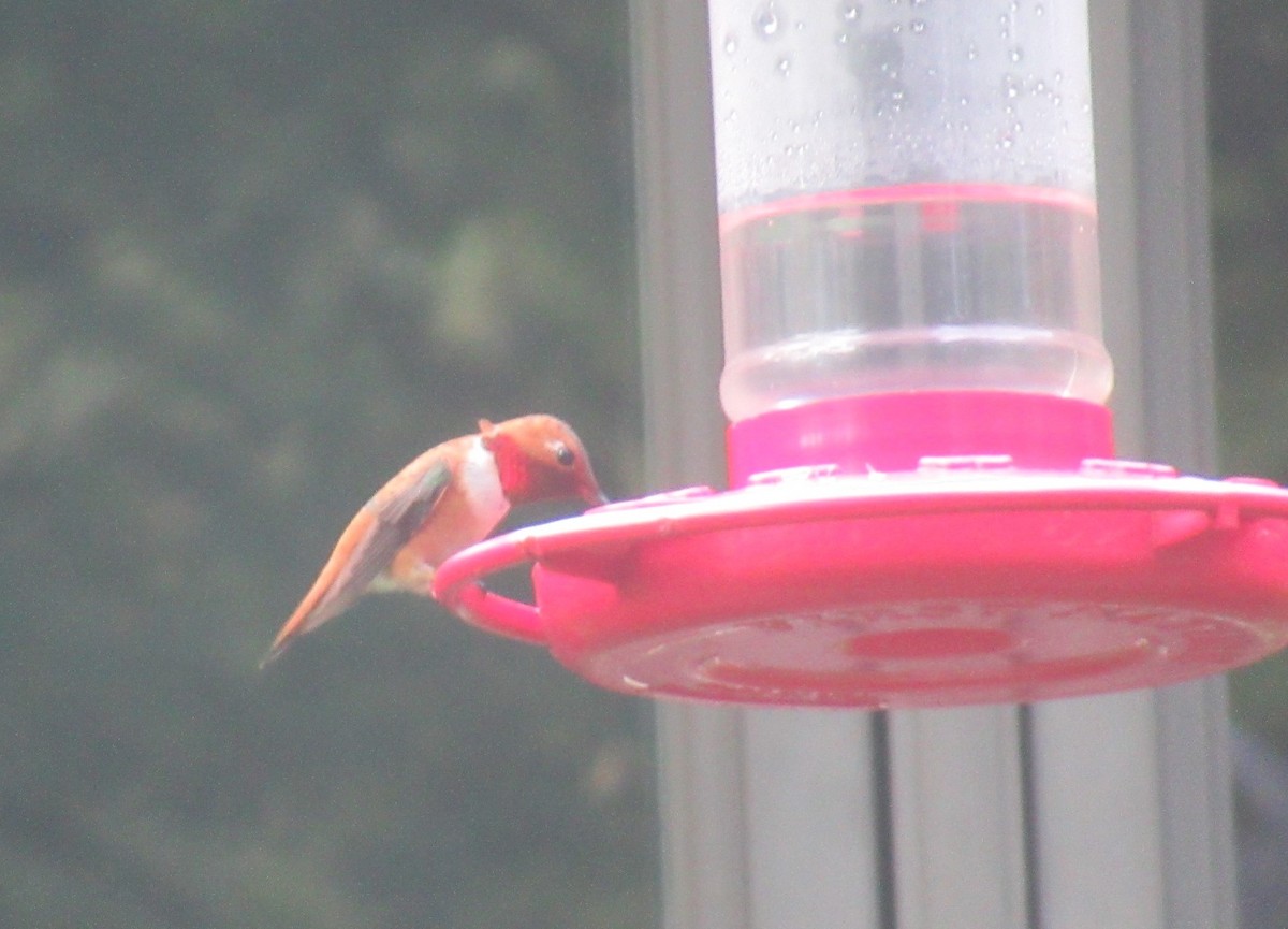 Rufous Hummingbird - ML616076503