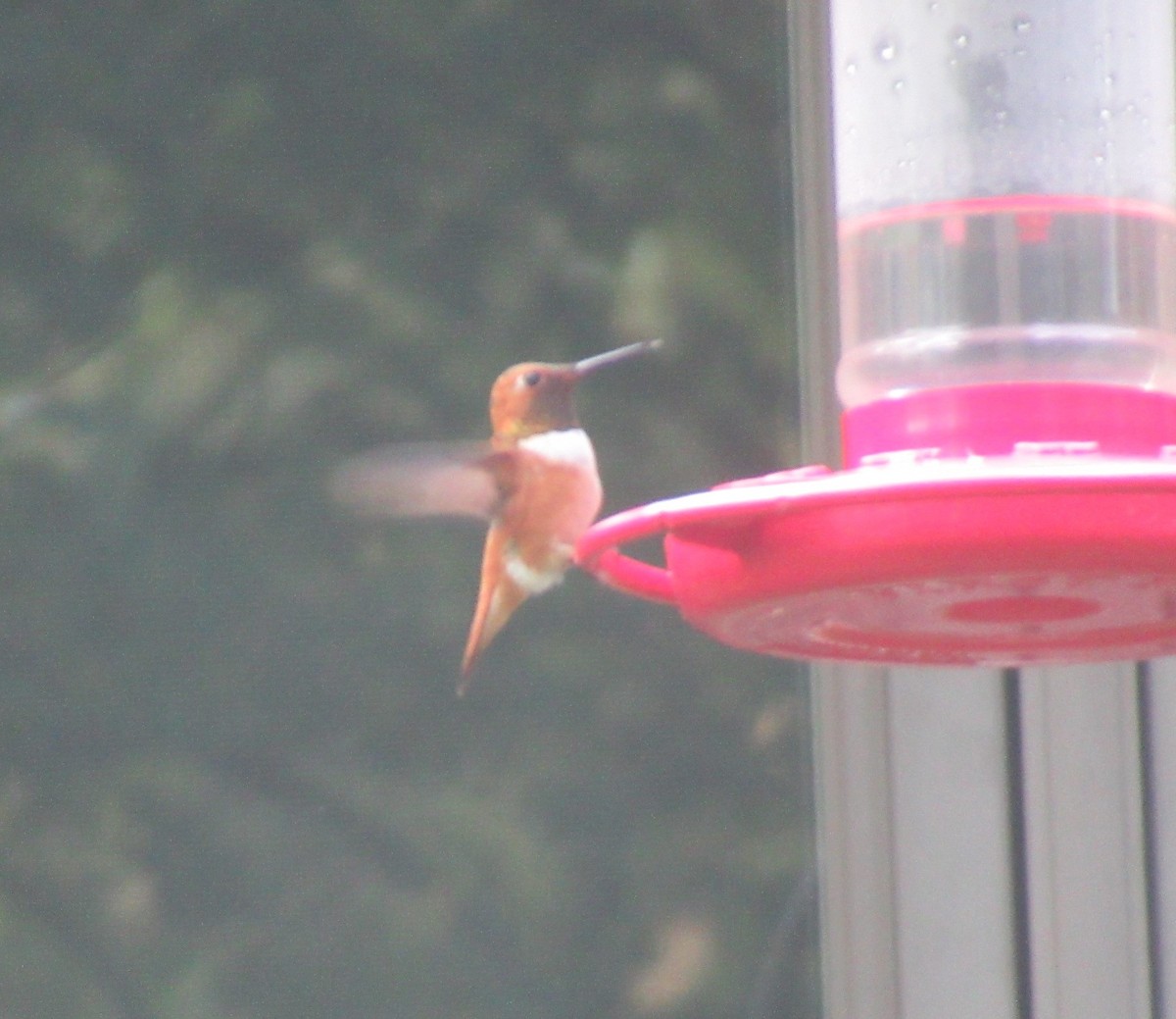 Rufous Hummingbird - ML616076519