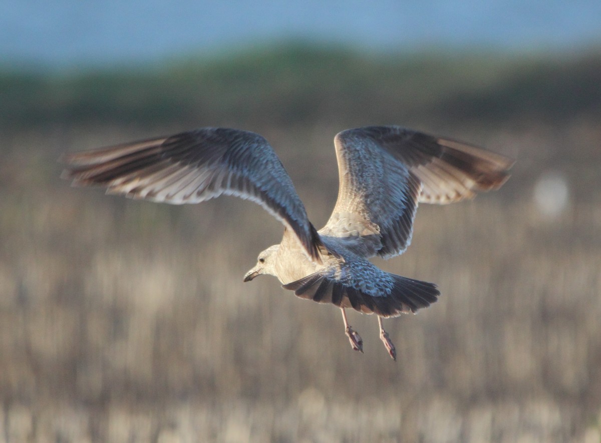 American Herring Gull - Pablo Miki Garcia Gonzalez