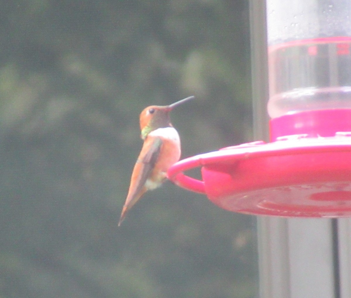 Rufous Hummingbird - ML616076525