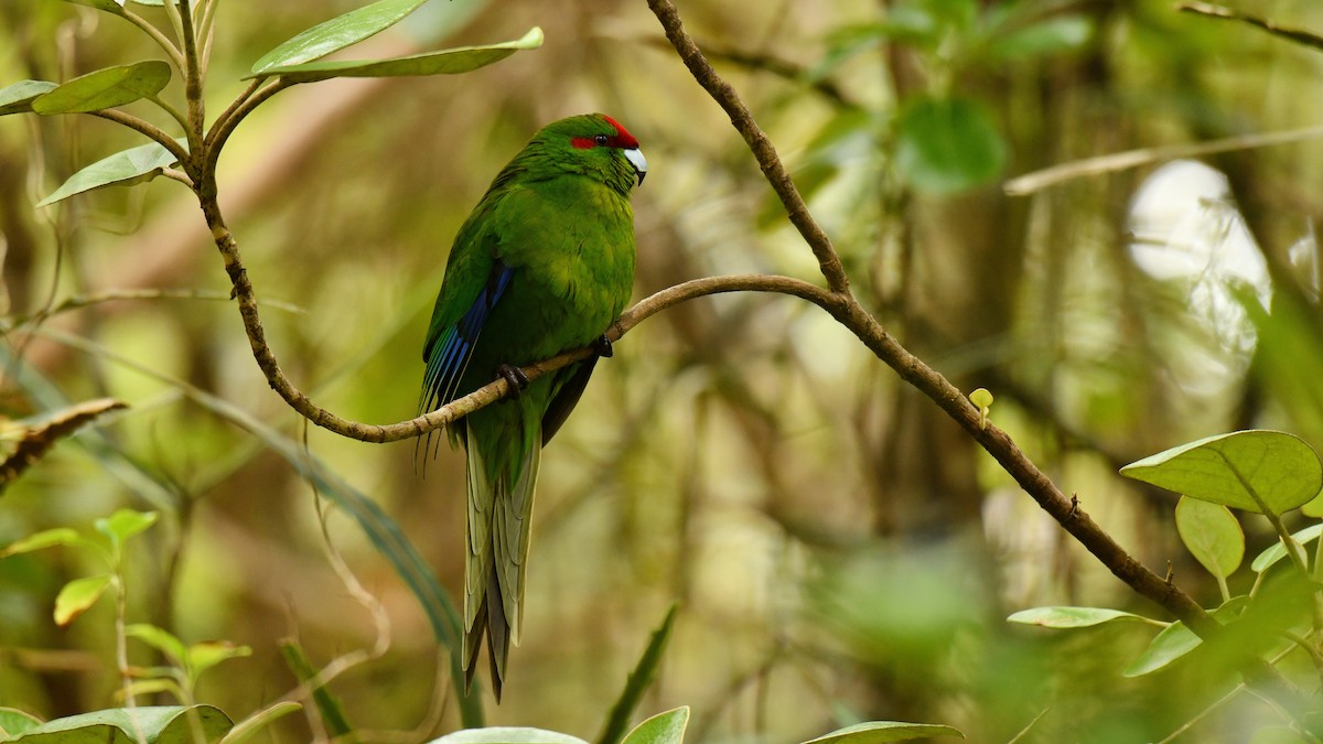 Perico Maorí Cabecirrojo - ML616076555