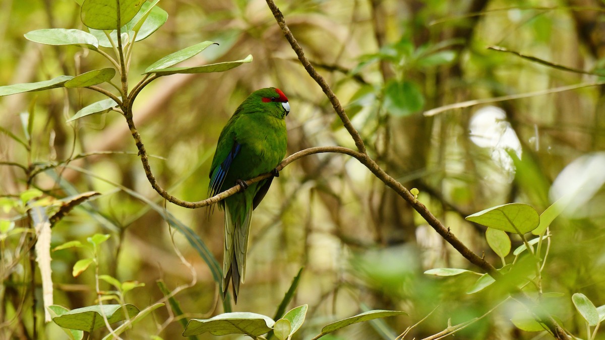 Perico Maorí Cabecirrojo - ML616076556