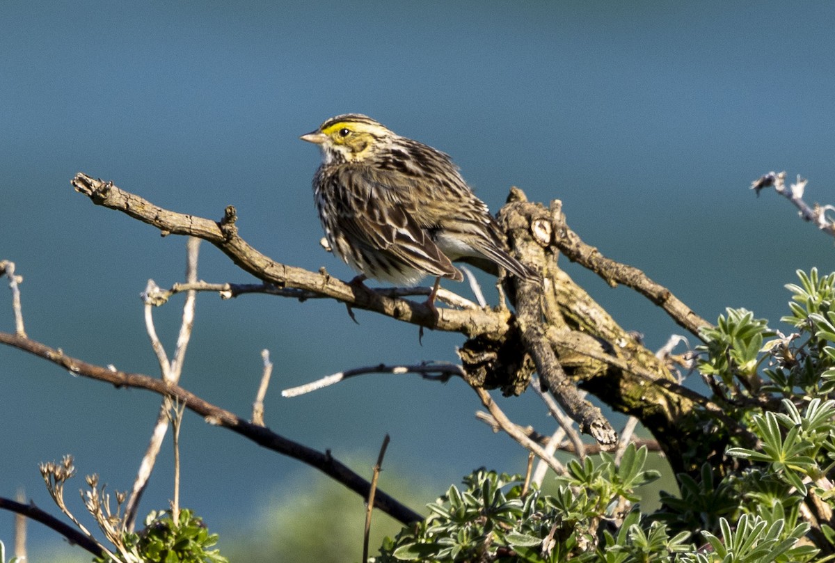 Savannah Sparrow - ML616076607