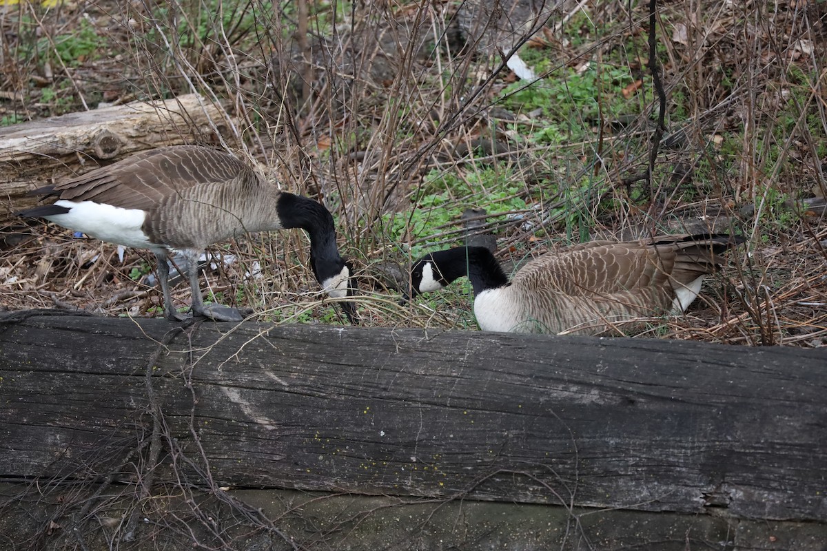 Canada Goose - ML616076622