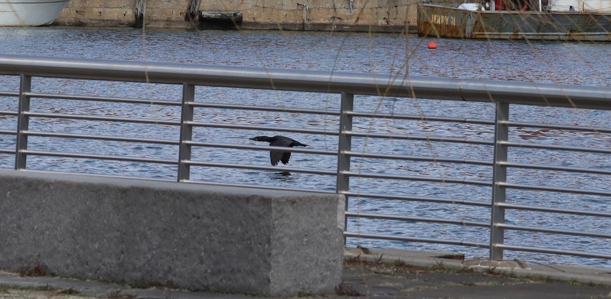 Double-crested Cormorant - ML616076623