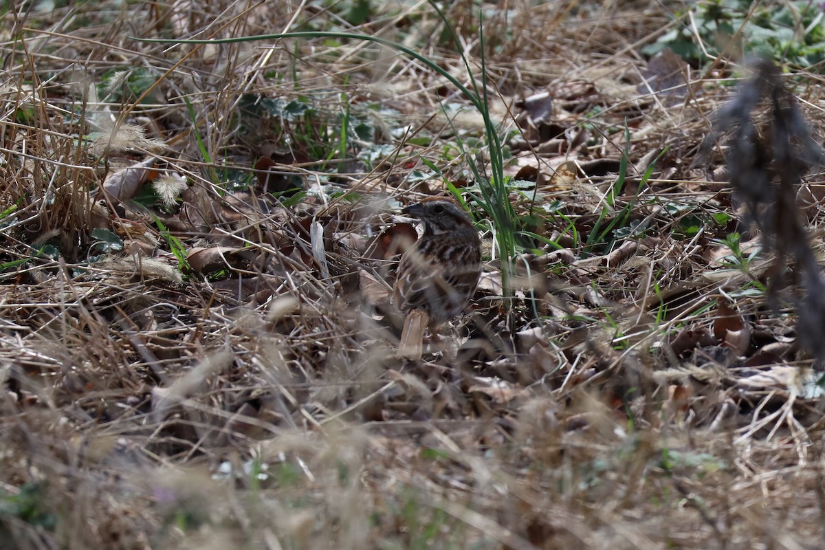 Song Sparrow - ML616076628