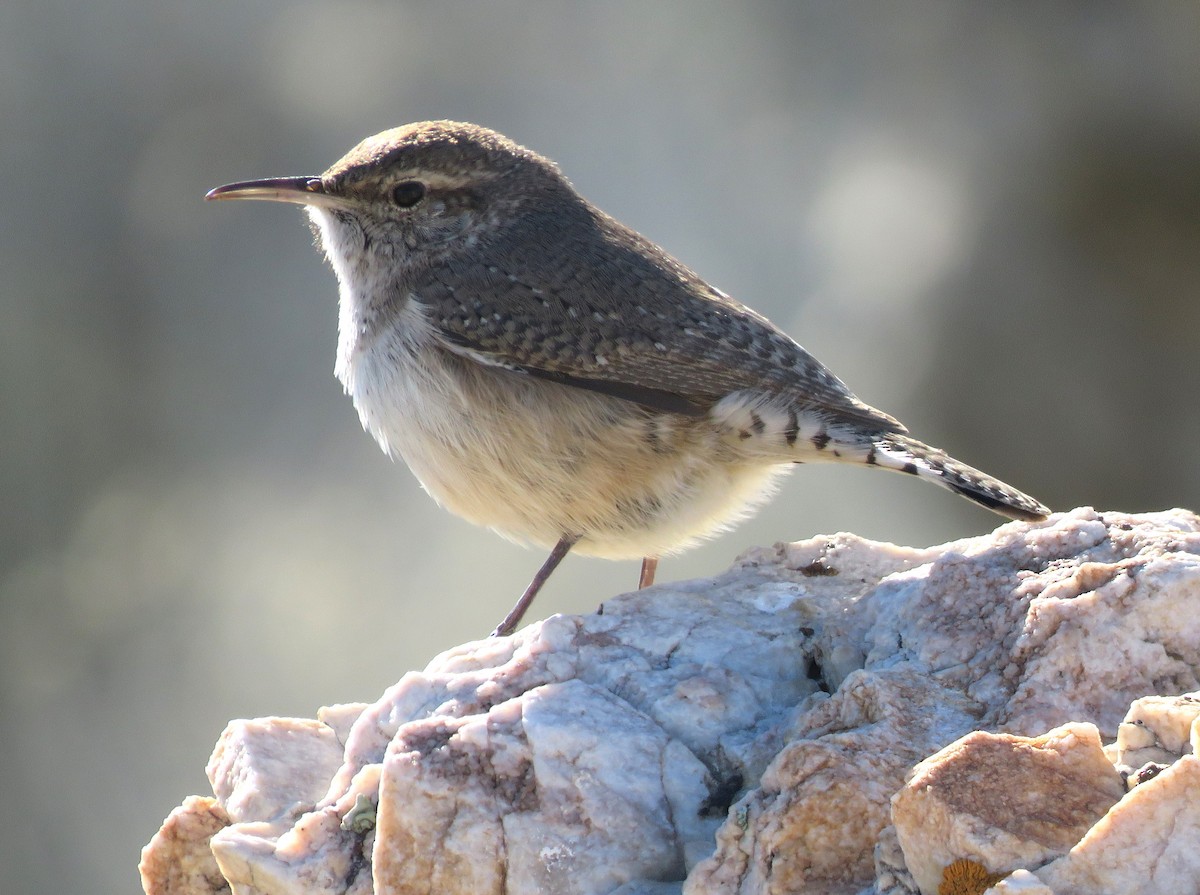 Rock Wren - Joel McIntyre