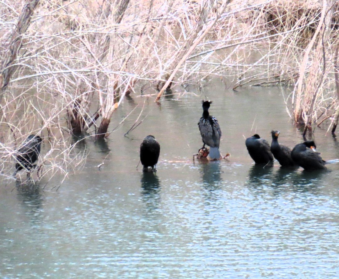 Double-crested Cormorant - ML616076733