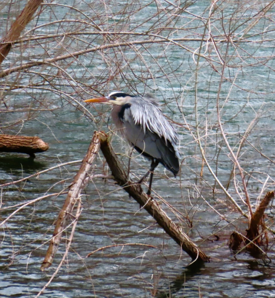 Great Blue Heron - ML616076746