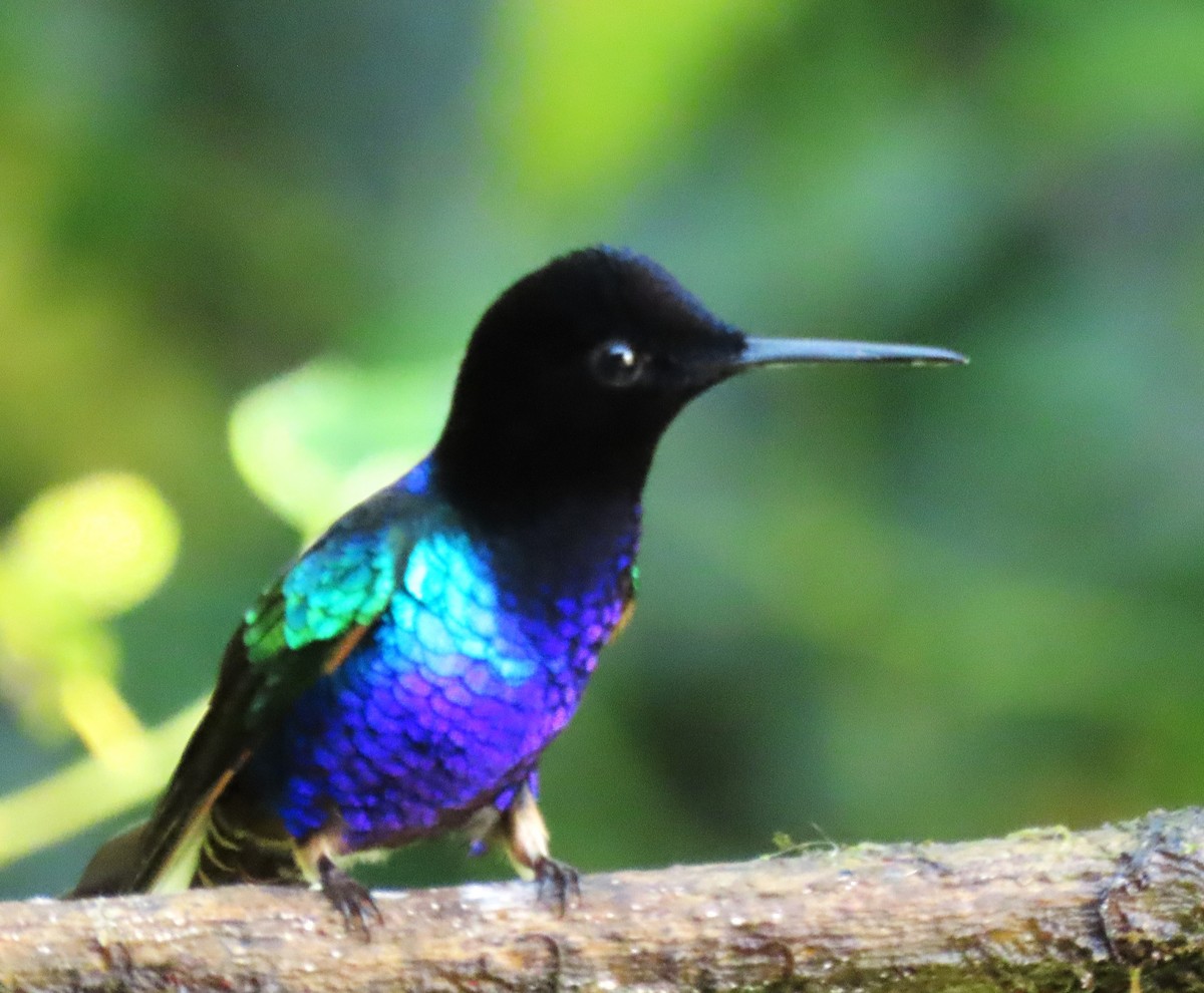kolibřík hyacintový - ML616076782